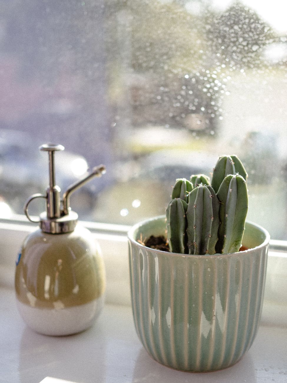 Small potted cacti lined up on a bright windowsill