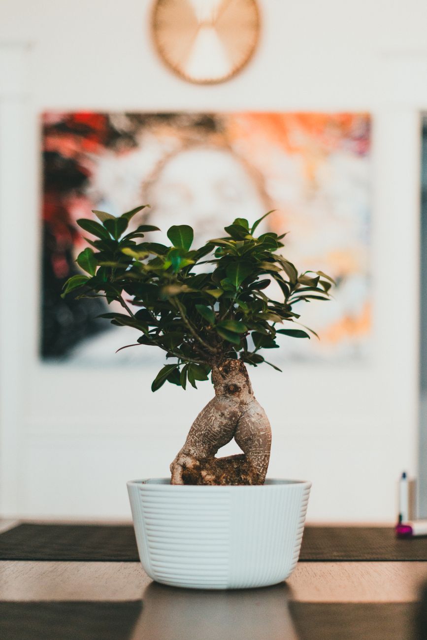 A small bonsai tree with a thick shaped trunk and glossy green leaves in a white pot on a table