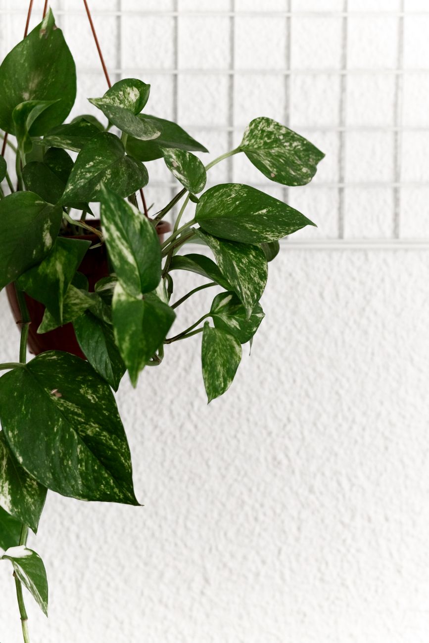 Golden pothos with variegated trailing leaves