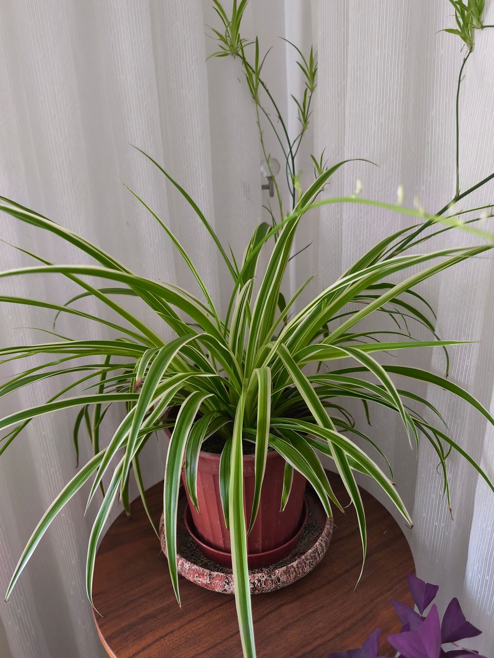Spider plant with long striped arching leaves