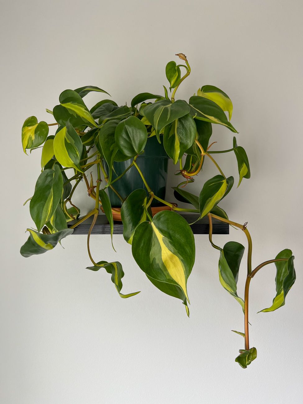 Heart-leaf philodendron trailing from a pot