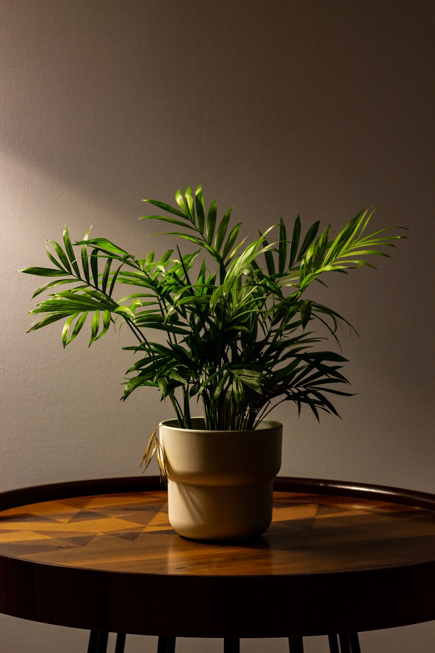 A parlor palm with soft green fronds