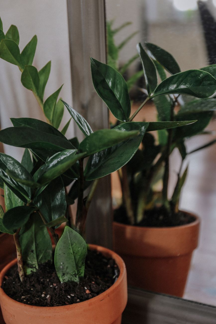 ZZ plant with upright stems of glossy oval leaves